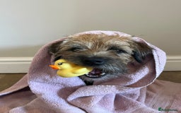 Border Terrier dogs for sale: Gorgeous Border Terrier Puppies looking for homes - Image 35