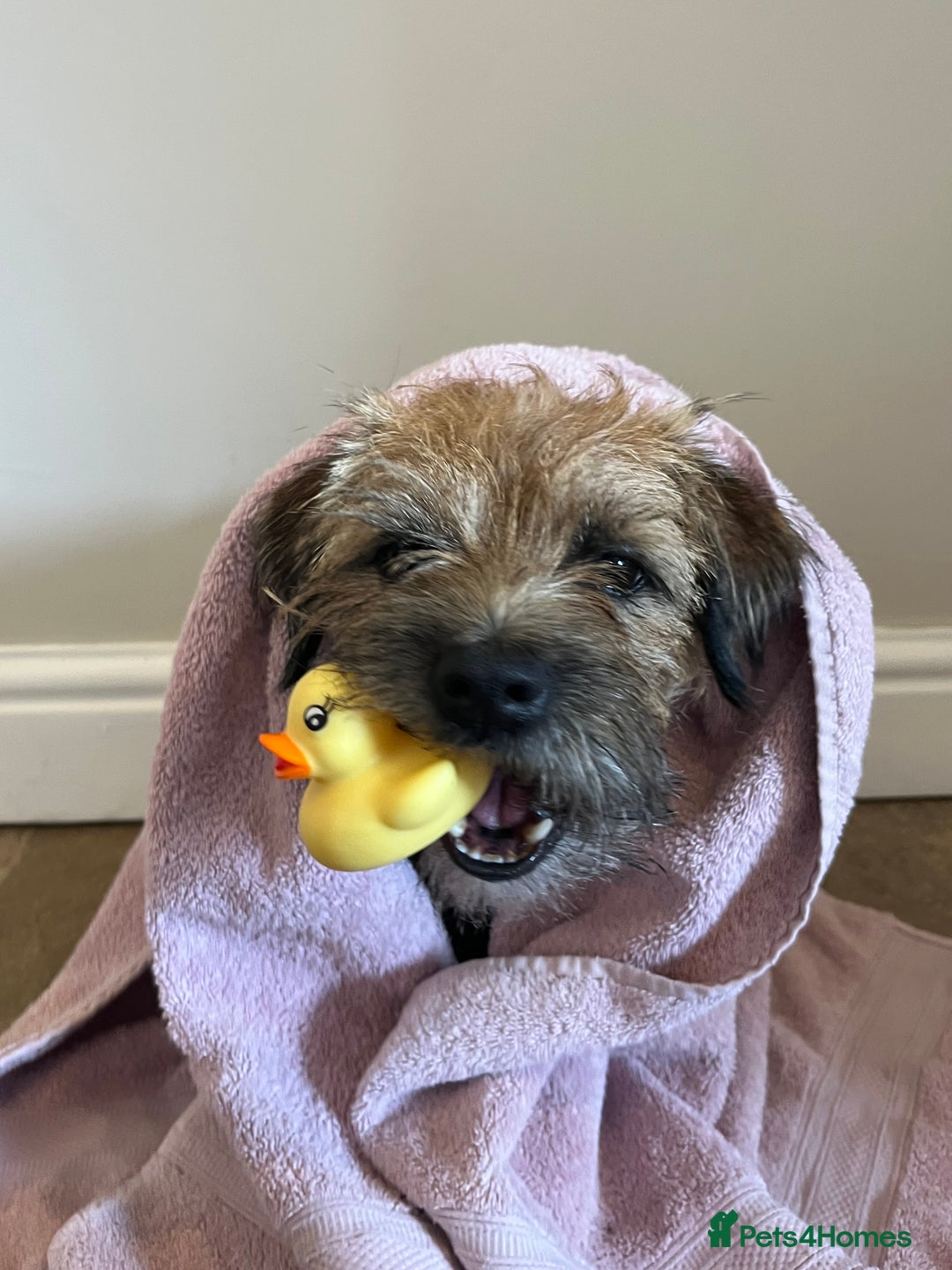 Border Terrier dogs for sale: Gorgeous Border Terrier Puppies looking for homes - Image 35