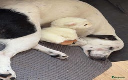 Mixed Breed dogs for adoption: 10 Month Old Clover is looking for a forever home  - Image 5