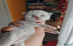 Maine Coon cats for sale: Shaded and Shell Maine Coon kittens - Image 7