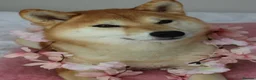 Japanese Shiba Inu dogs for sale: Cream Japanese Shiba Inu male  in London - Advert 5