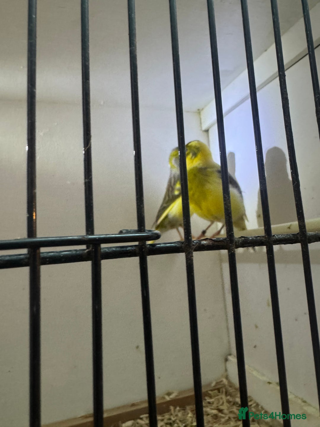 Canaries birds for sale: Canaries, budgies and love birds  - Advert 5