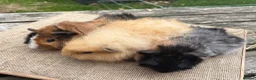 Guinea Pig rodents for sale: Beautiful baby & young adult Guinea Pigs. - Advert 7