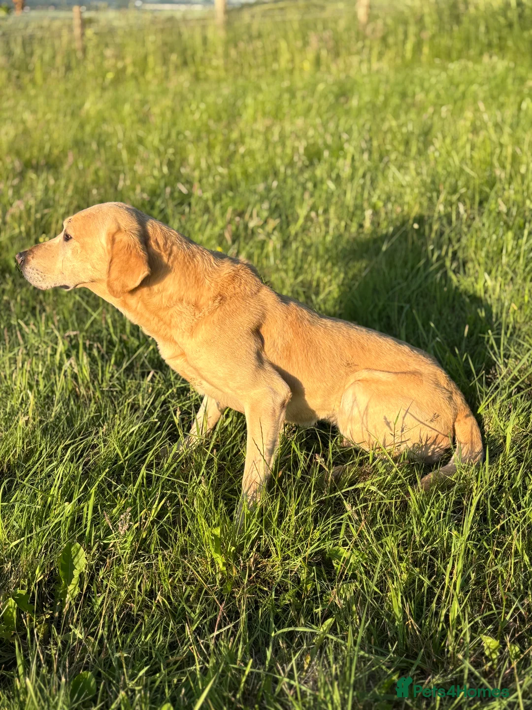 Labrador Retriever dogs for stud: Wesley available for stud - Advert 3