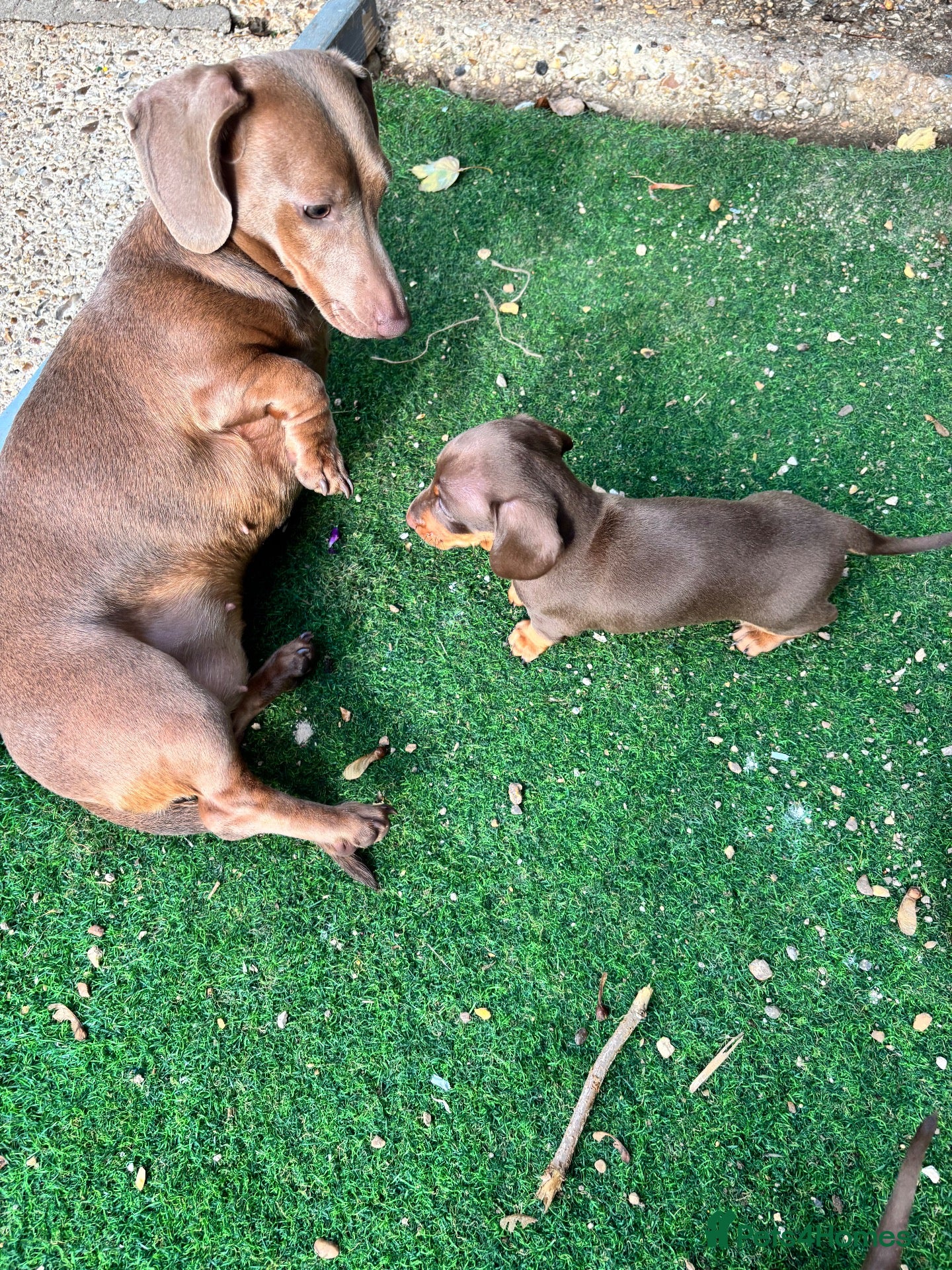 Dachshund dogs 4 beautiful chocolate dachshund puppy’s  - Advert 3