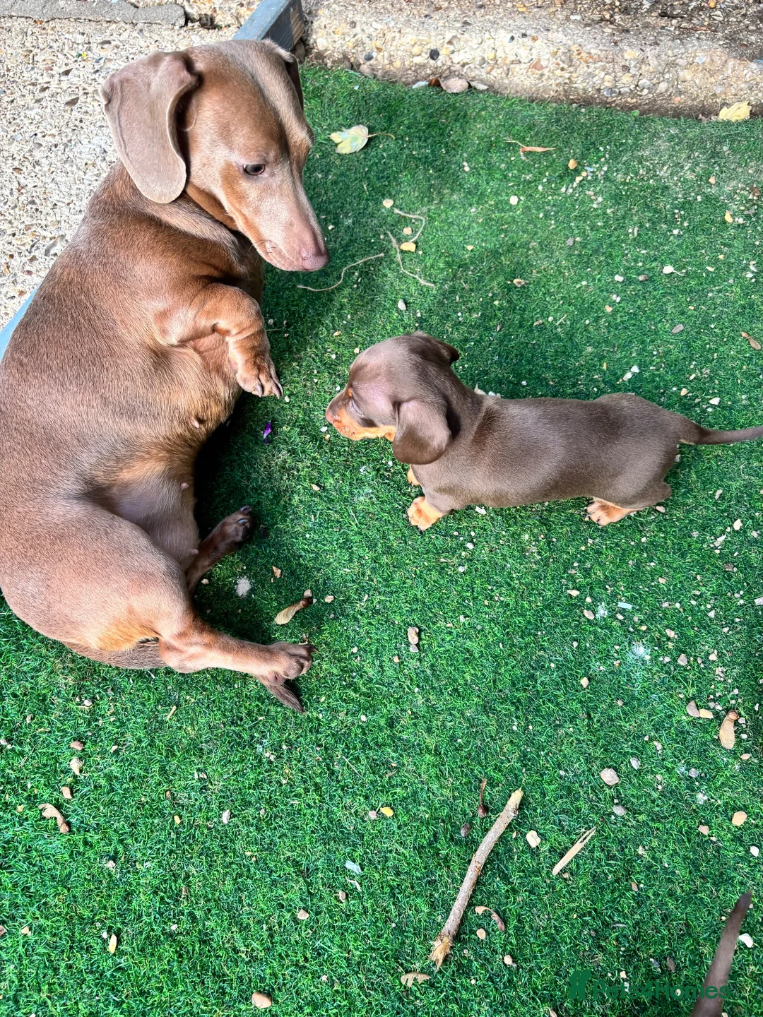 Dachshund dogs for sale: 4 beautiful chocolate dachshund puppy’s  - Advert 1