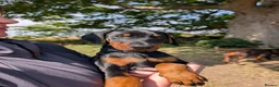 Dobermann dogs for sale: KC REGISTERED DOBERMANN PUPS – EXCEPTIONAL LITTER - Advert 5