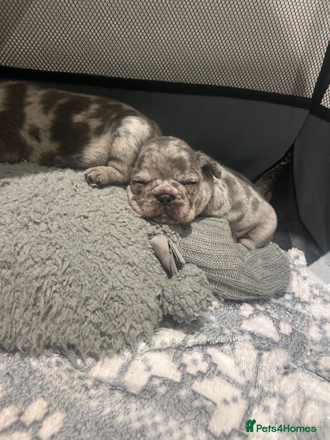 French Bulldog dogs for sale: SOLD. - Advert 7