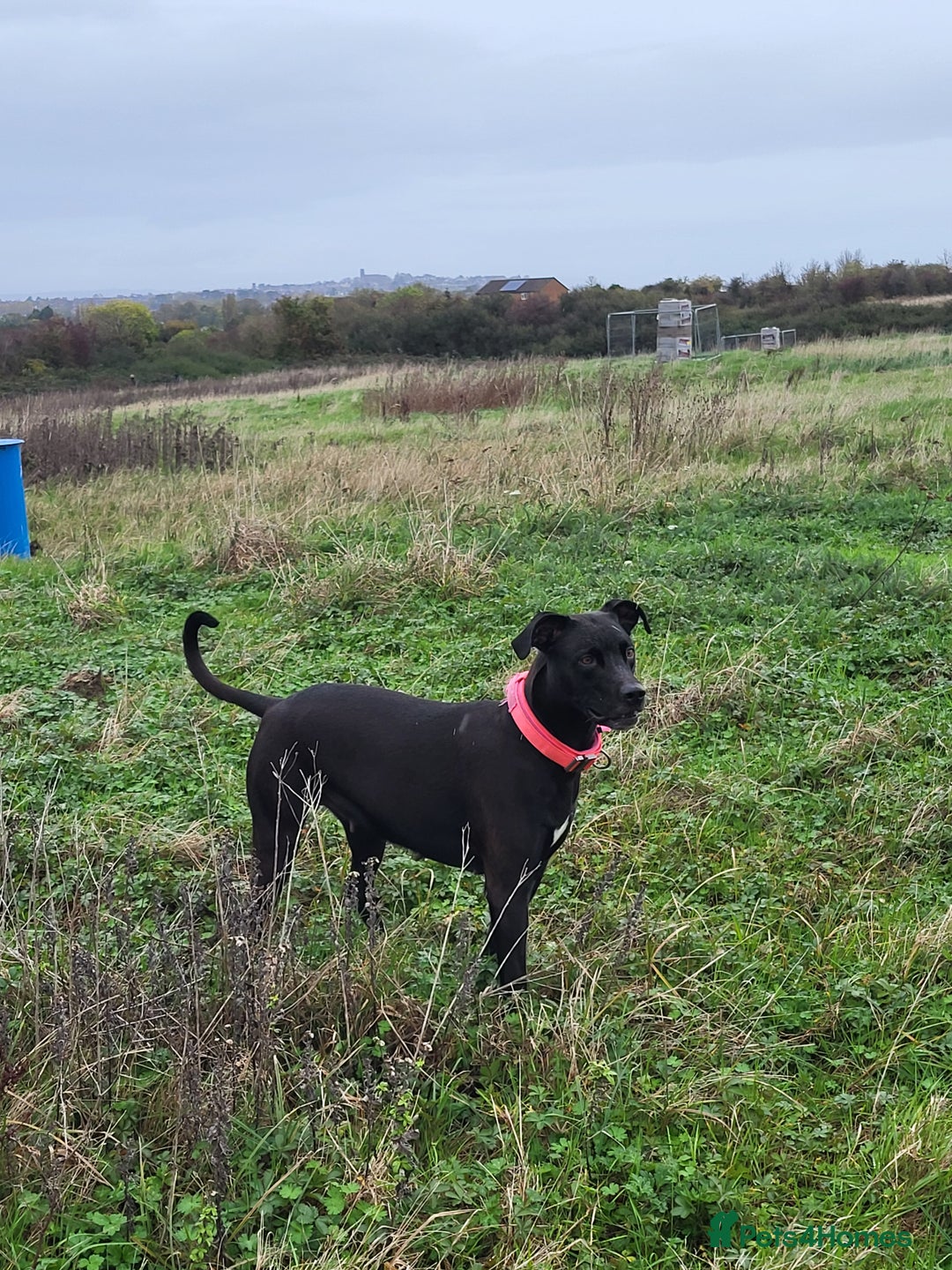 Mixed Breed dogs for sale: Alaunt type puppies - Advert 3