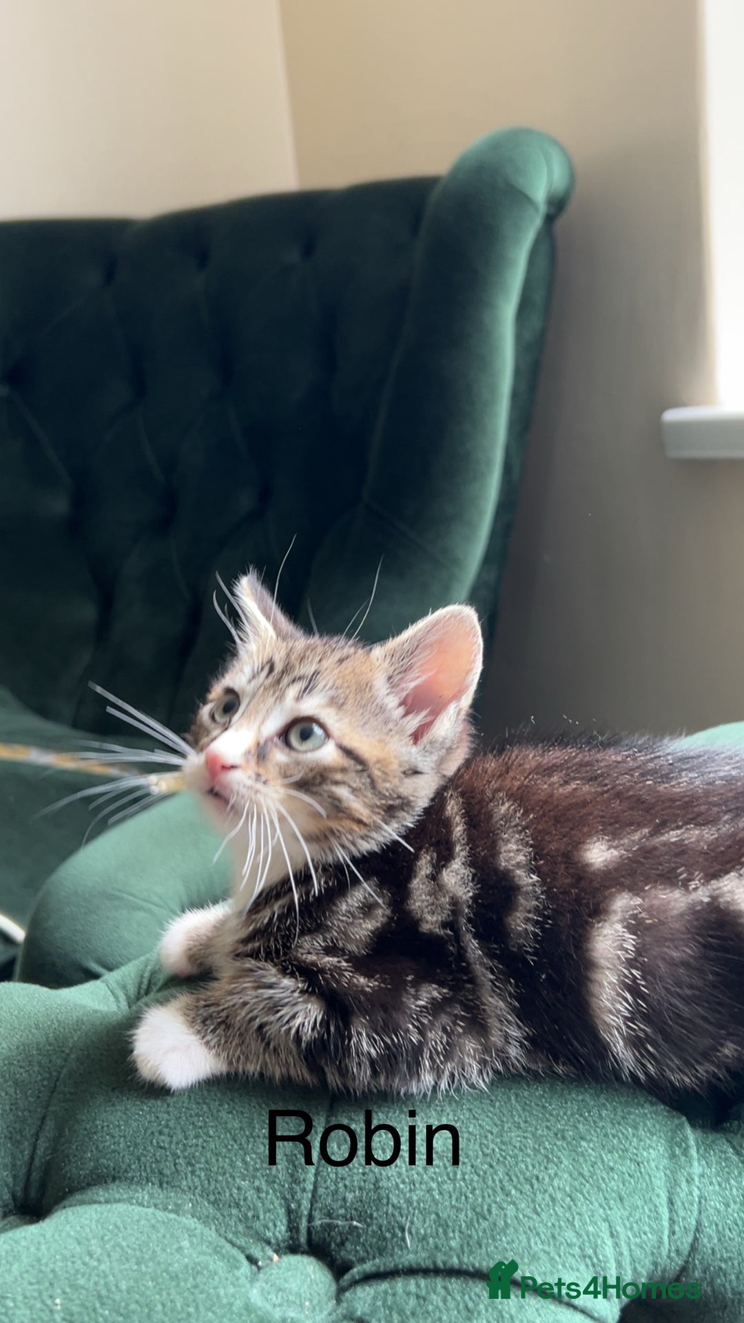 Mixed Breed cats for sale: Kittens for sale  - Image 4