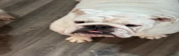 English Bulldog dogs for sale: English bulldog for adoption - Advert 1