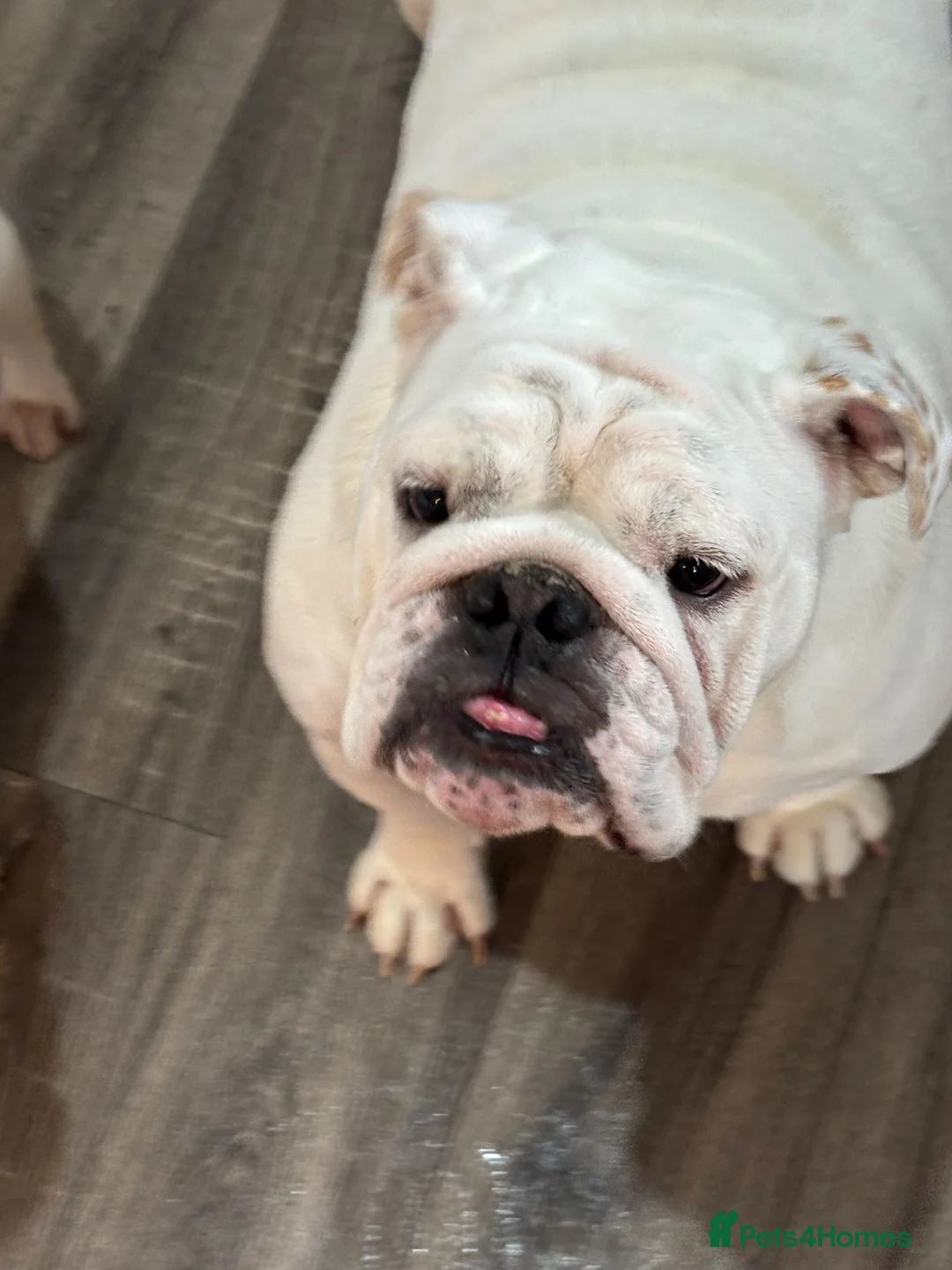 English Bulldog dogs for sale: English bulldog for adoption - Advert 1