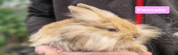 Mini Lion Lop rabbits for sale: Super Friendly Baby Lion Lops and Lop x Mini Rex   - Advert 12