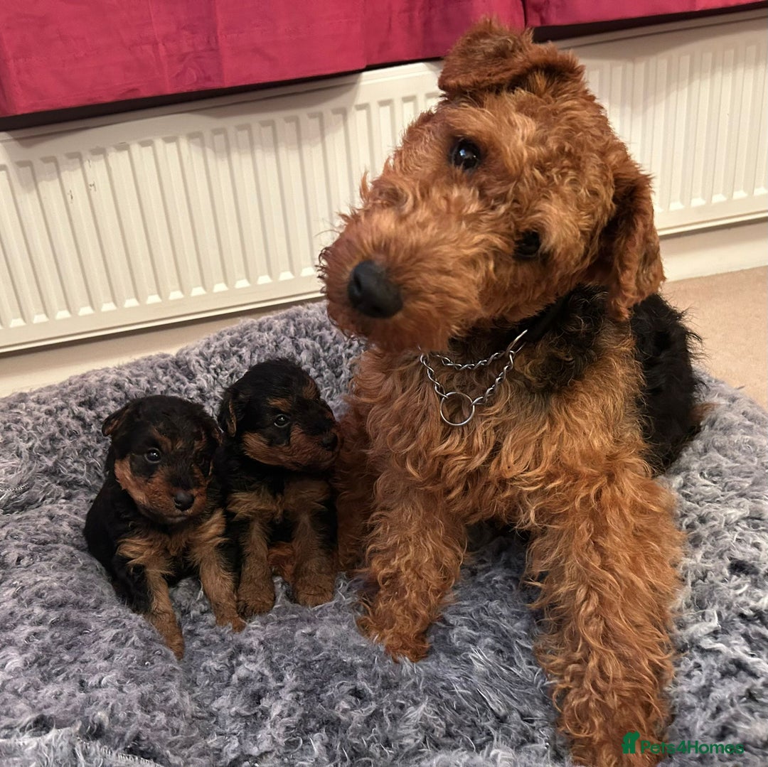 Welsh Terrier dogs for sale: Stunning Health Tested KC Reg Welshie Puppies - Advert 9