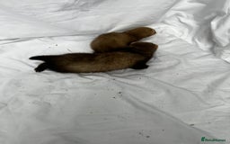 Ferret rodents for sale: Baby Ferrets - Image 17
