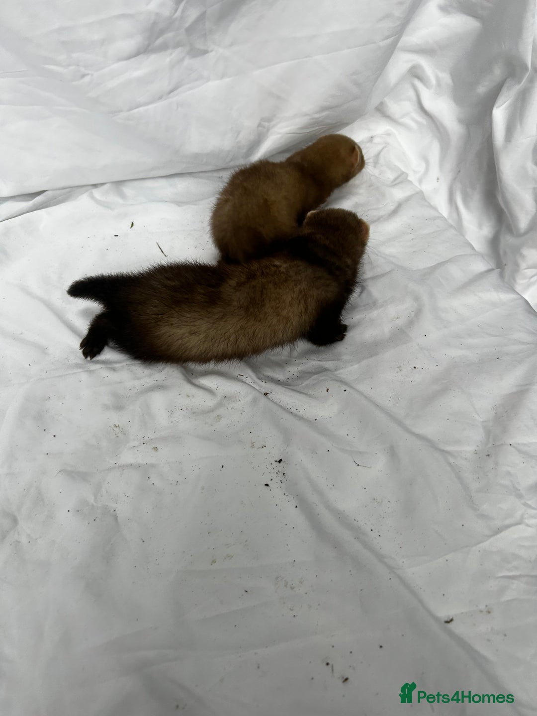 Ferret rodents for sale: Baby Ferrets - Image 17