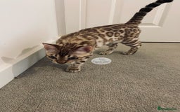 Bengal cats for sale: 🔥🏆OUTSTANDING SHOW BENGALS… READY 26th AUGUST💯 - Image 23