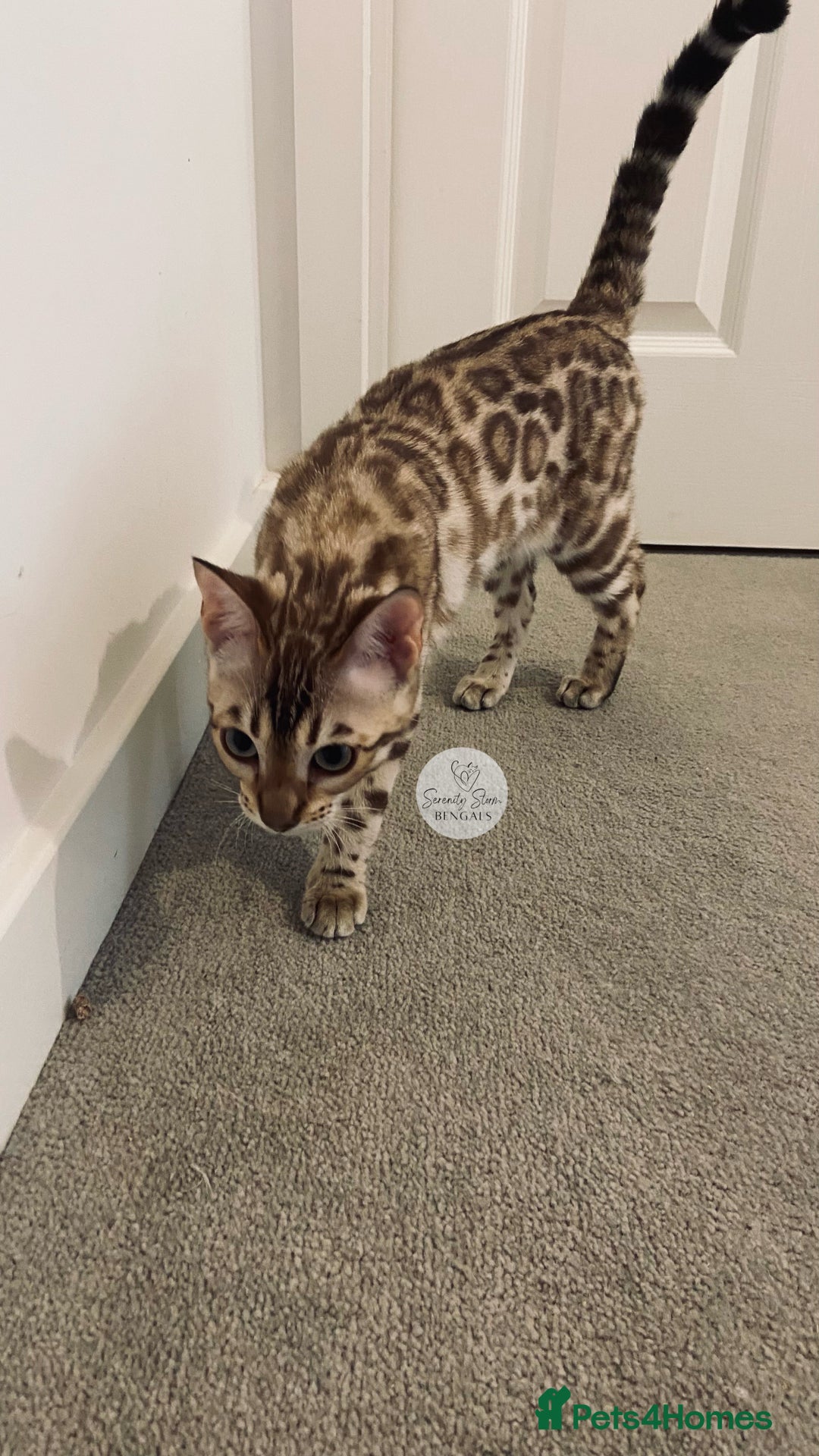 Bengal cats for sale: 🔥🏆OUTSTANDING SHOW BENGALS… READY 26th AUGUST💯 - Image 23