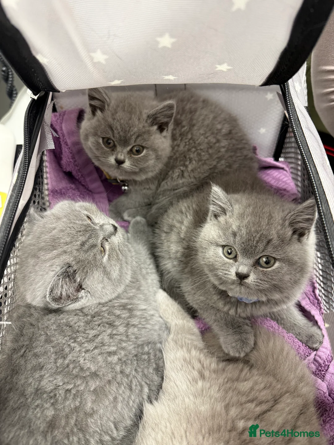 British Shorthair cats for sale: 2 British shorhair girls available  - Advert 22