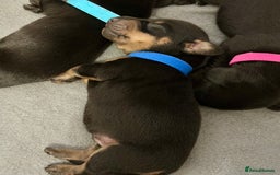 Miniature Dachshund dogs for sale: 🐾 Smooth Haired Dachshund Puppies 🐾 - Image 4
