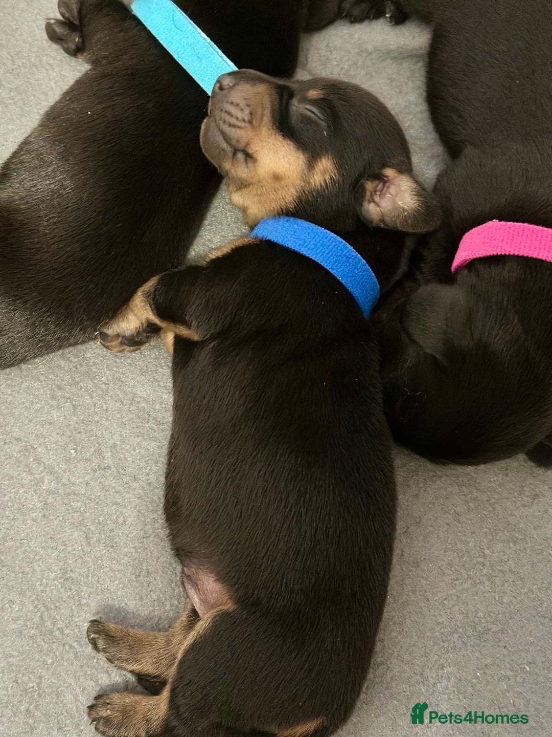 Miniature Dachshund dogs for sale: 🐾 Smooth Haired Dachshund Puppies 🐾 - Image 4