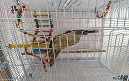 Conures birds for sale: 1 Yellow Sided Turquoise Conure - Image 2