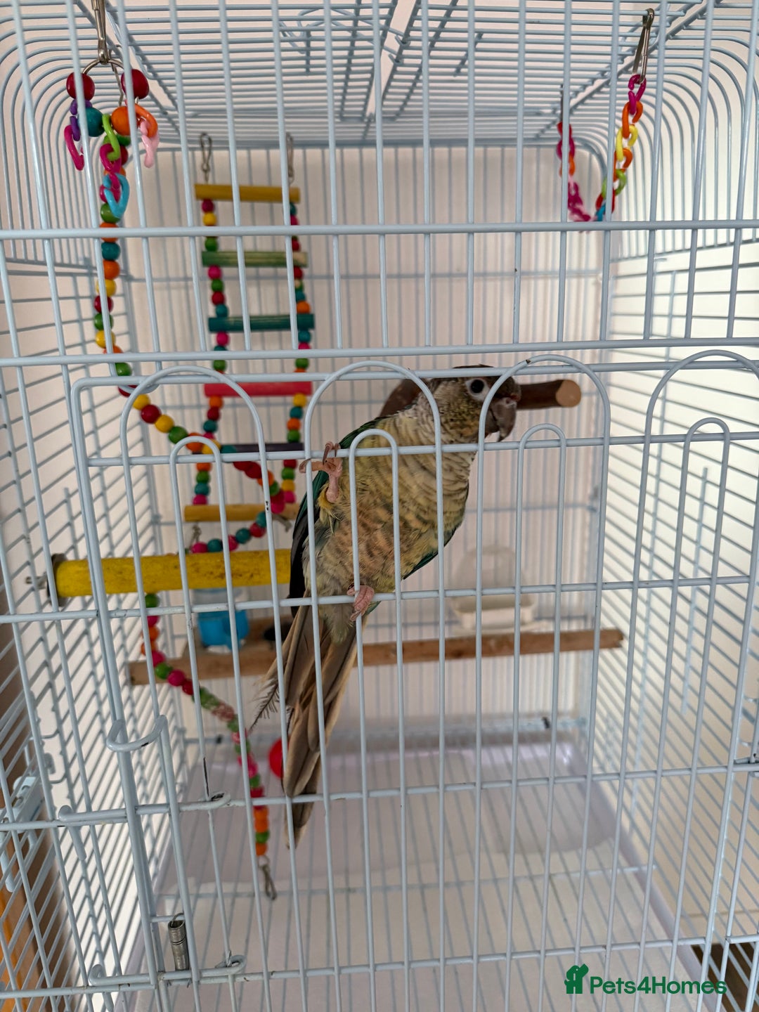 Conures birds for sale: 1 Yellow Sided Turquoise Conure - Image 2