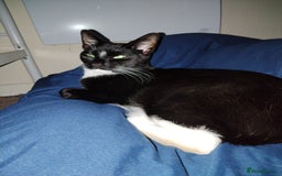 Mixed Breed cats for sale: 21 month old male cat for new home  - Image 2