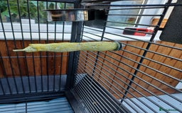 Macaws birds for sale: Blue & Gold Macaw For Sale - Image 29