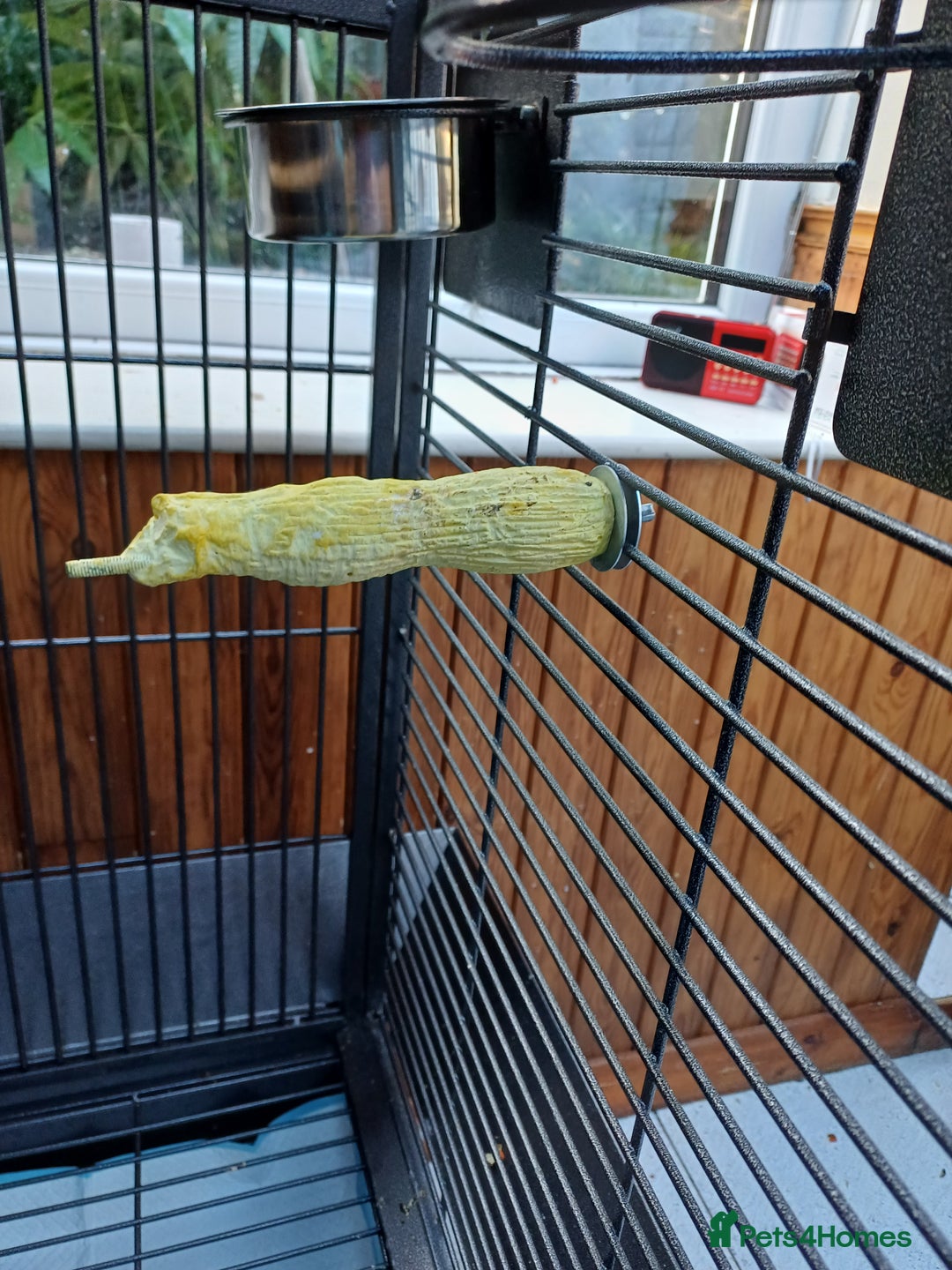 Macaws birds for sale: Blue & Gold Macaw For Sale - Image 29