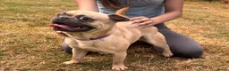 Mixed Breed dogs for sale: French bulldog x pug - Advert 6