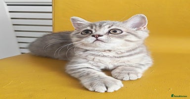 British Shorthair cats - Advert 16
