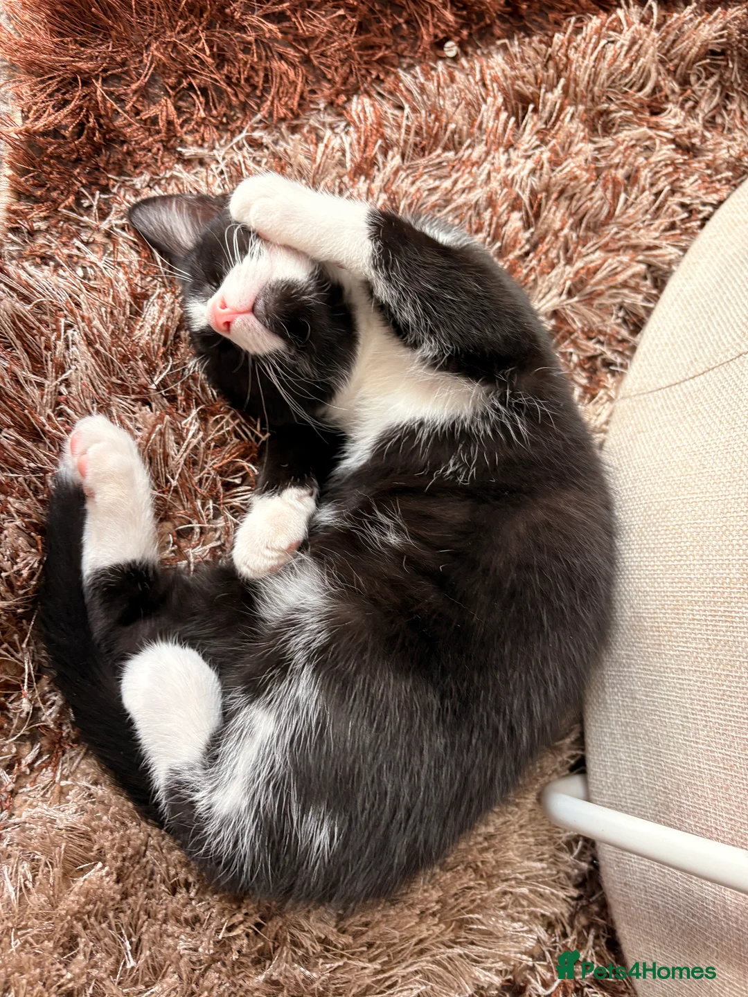 Mixed Breed cats for sale: One male one female kitten  in Sittingbourne - Advert 2