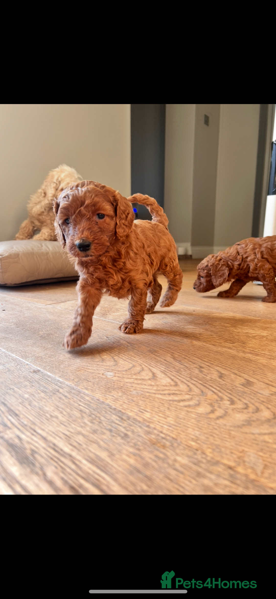 Cockapoo dogs for sale: Adorable cockapoo puppies ready 23.12.25   - Advert 12