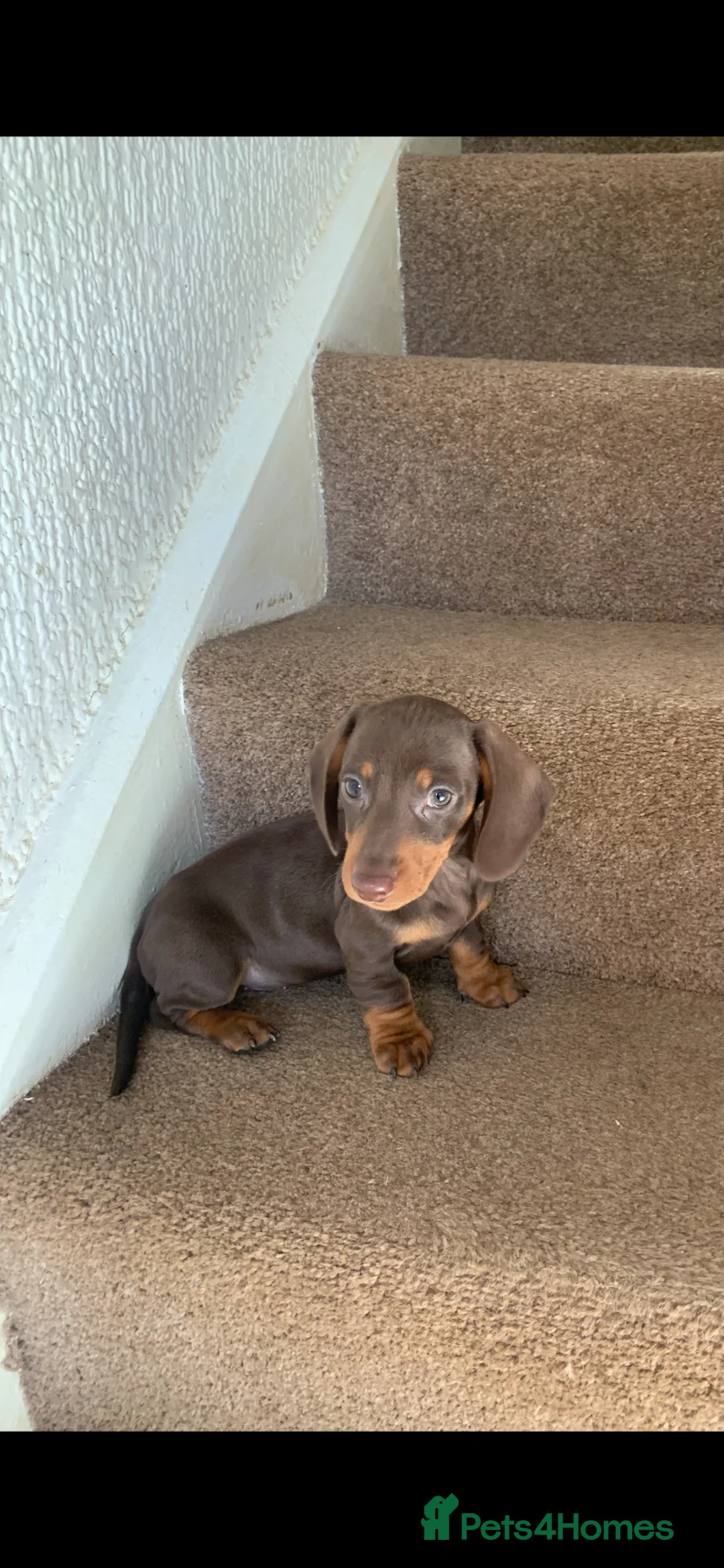 Miniature Dachshund dogs for sale: Gorgeous boy - Advert 1