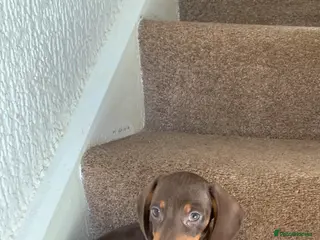 Miniature Dachshund dogs Gorgeous boy - Advert 7