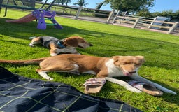 Mixed Breed dogs for sale: Collie X beagle  - Image 3