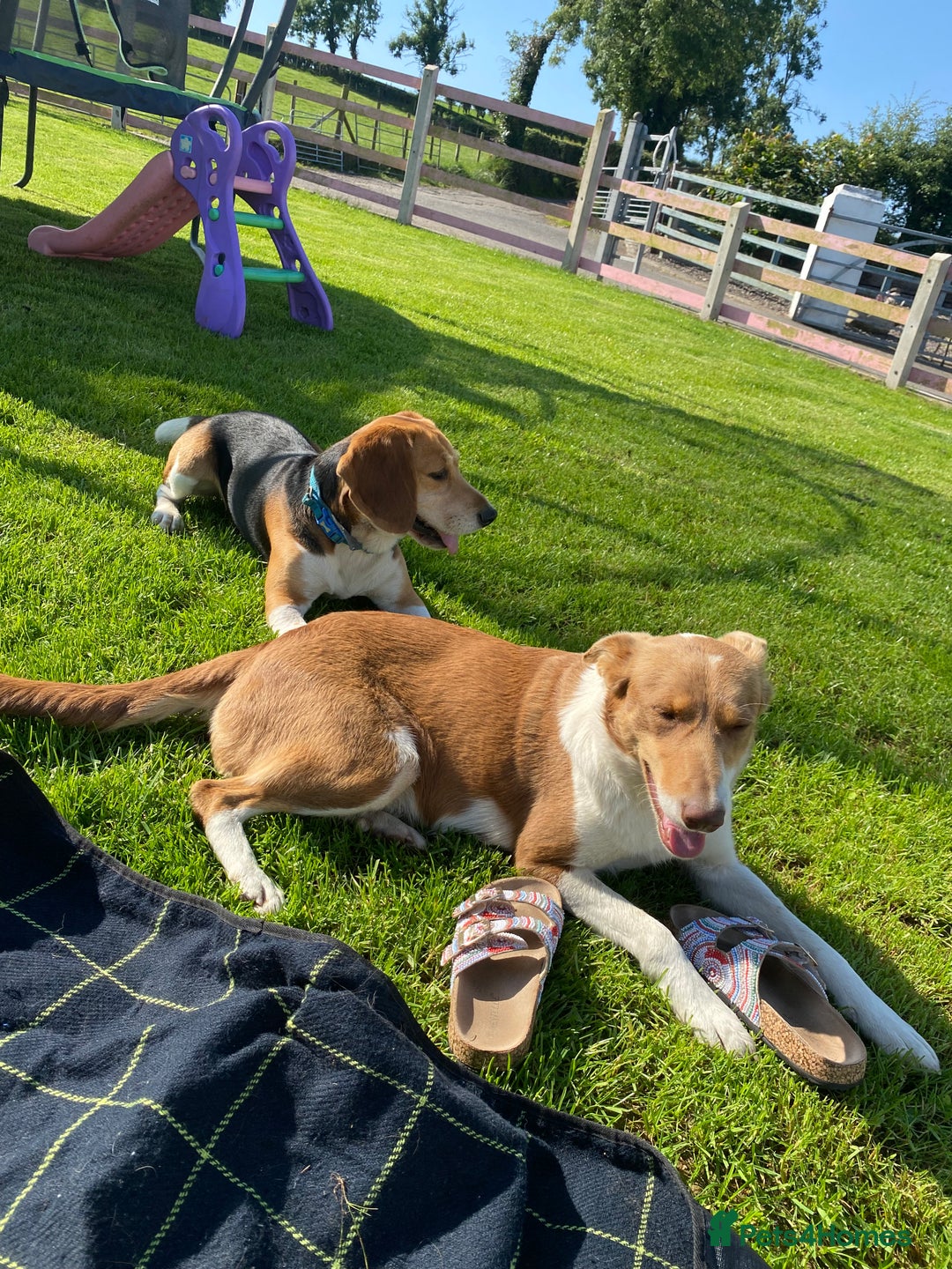 Mixed Breed dogs for sale: Collie X beagle  - Image 3