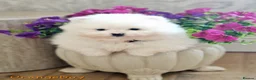 Pomeranian dogs for sale: White Pomeranian Males - Advert 11