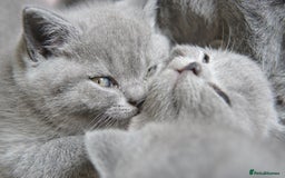 British Shorthair cats for sale: British Shorthair Kittens – GCCF Registered - Image 3