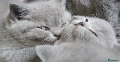 British Shorthair cats - Advert 2