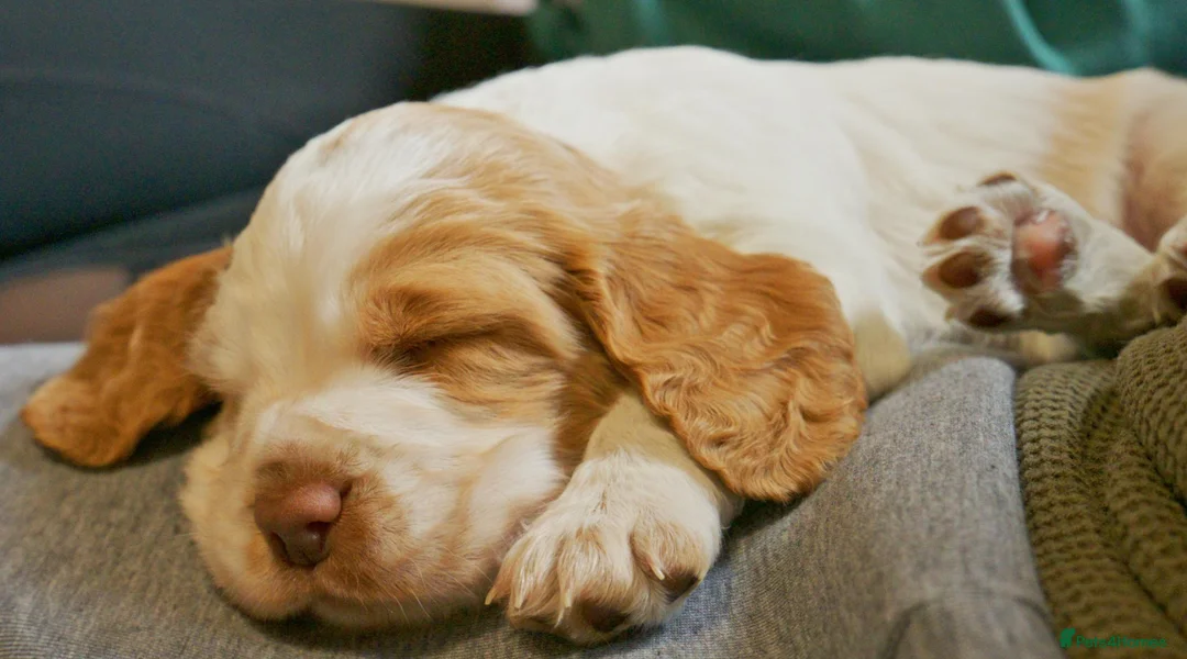 Cocker Spaniel dogs for sale: Stunning KC Reg Working Cocker Spaniel puppies in Leek - Advert 1