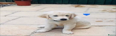 Golden Retriever BLUE 