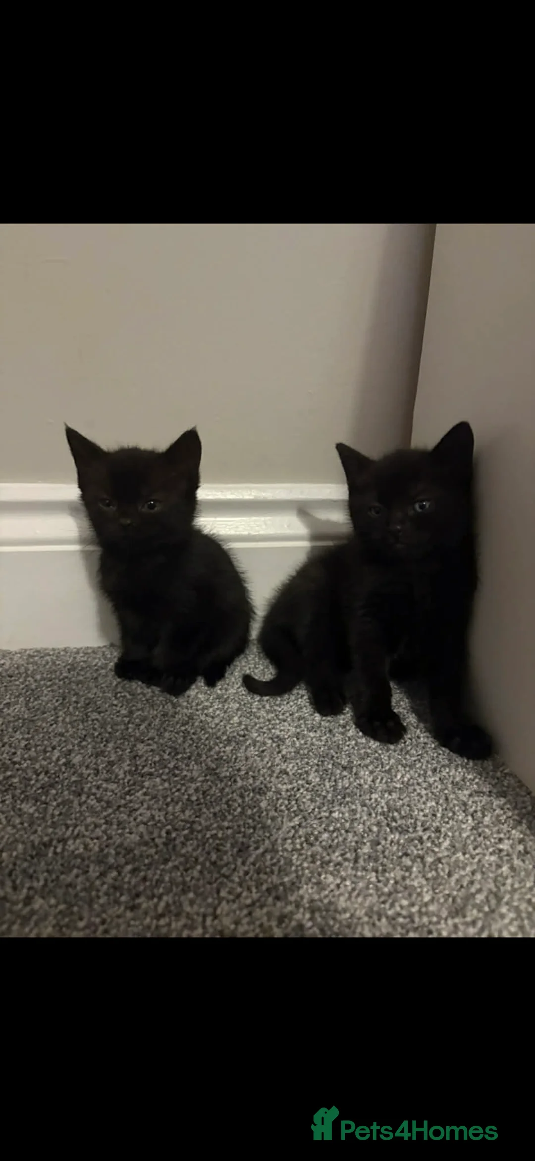 Bombay cats for sale: Black Female kitten  in Newton Abbot - Advert 2
