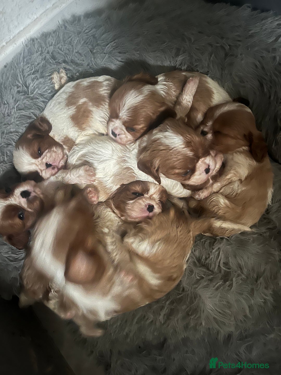 Cavalier King Charles Spaniel dogs for sale: Male and female available  - Advert 11