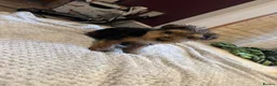 Mixed Breed dogs for sale: Lakeland/Welsh terriers (welkies) in Littleborough - Advert 5