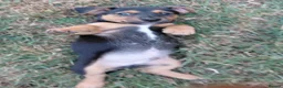 Jack Russell dogs for sale: Jack Russell Puppy for Sale - Advert 4