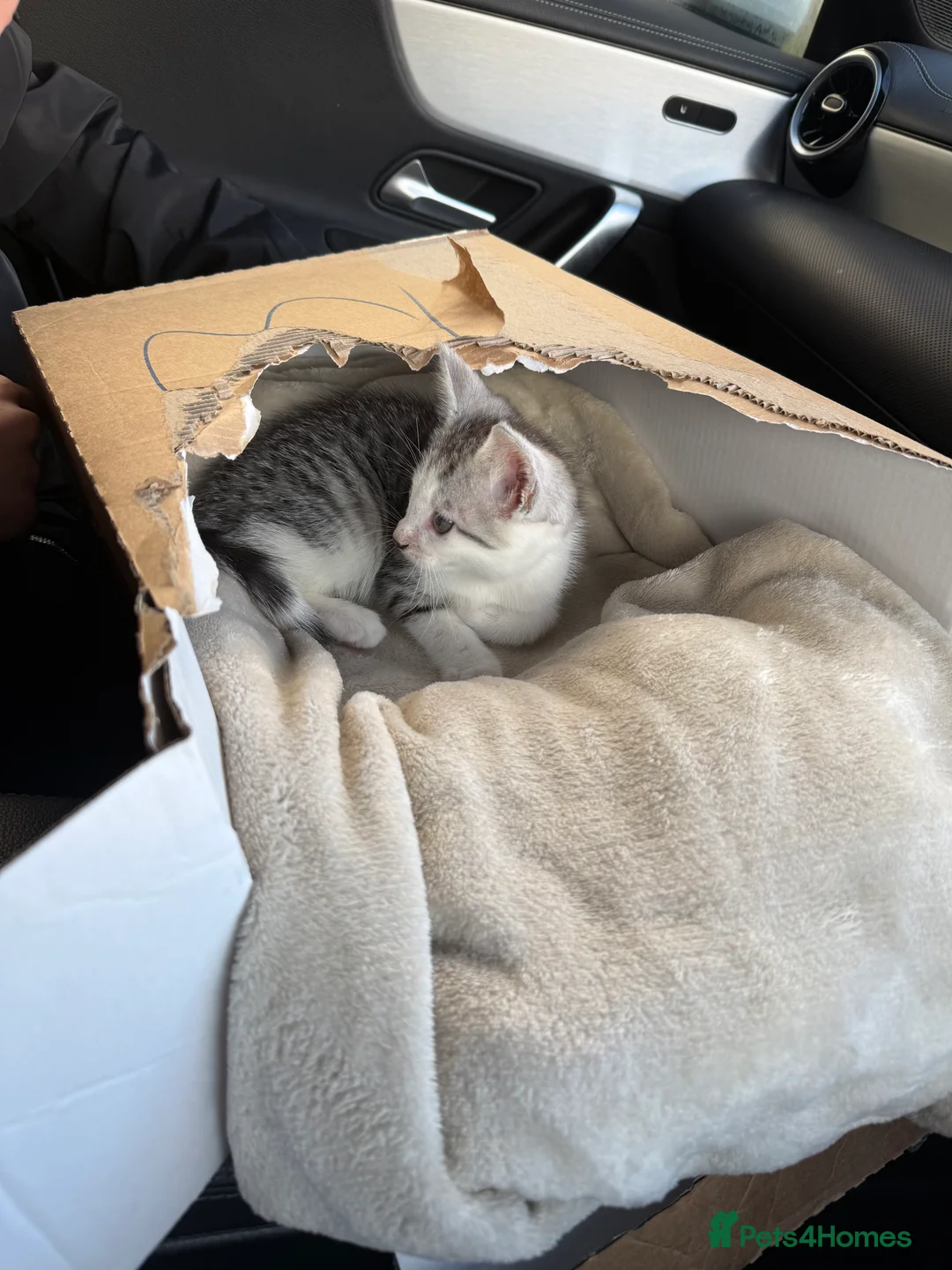 Maine Coon cats for sale: Male main coon cross silver tabby kitten 8 weeks - Advert 2