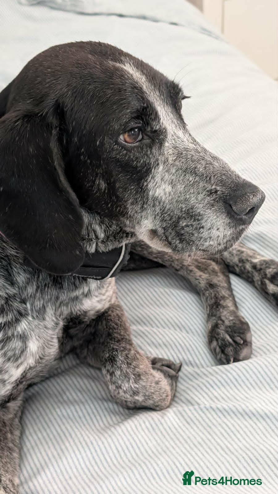 Pointer dogs for adoption: Sweet Marlie is looking for her golden basket in Crieff - Advert 6