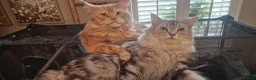 Maine Coon cats for sale: **PURE Maine Coon Kittens** 1 Boy / 3 Girls - Advert 19